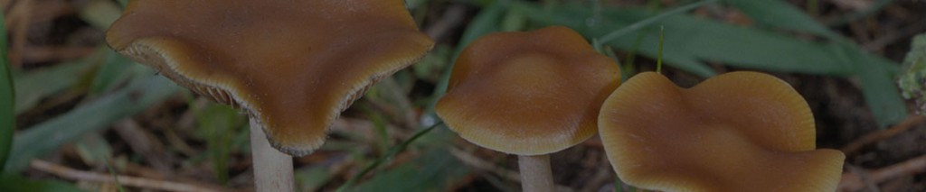 mushroom slider
