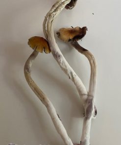 aztec god mushroom