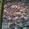Azurescens