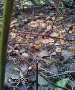 Azurescens