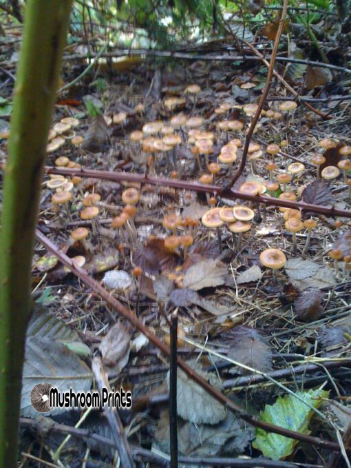 Azurescens