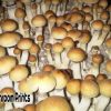 B+ mushroom