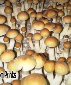 B+ mushroom