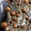 Brazil mushroom