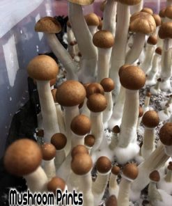 Brazil mushroom