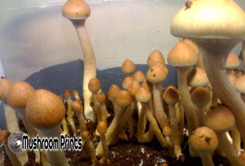 Chitwan nepal strain