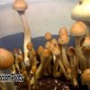 Chitwan nepal mushroom