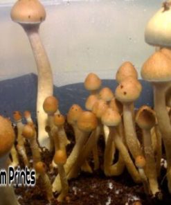 Chitwan nepal mushroom