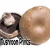 Crimini mushroom culture