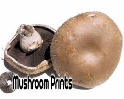 Crimini mushroom culture