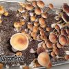 F+ Florida White mushroom