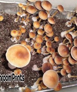 F+ Florida White mushroom