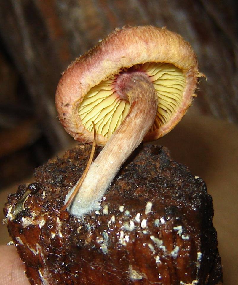 High 10 YouTube Clips About Psychedelic Mushroom Spores