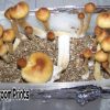 Mushroom john allen