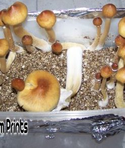 Mushroom john allen