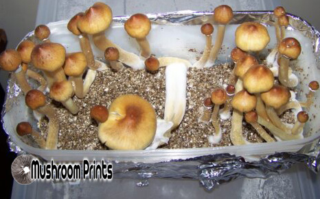 Mushroom john allen