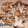 KSS strain