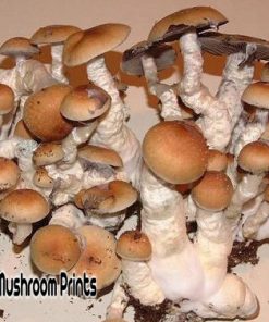 KSS strain