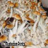 Malabar strain