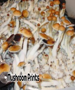 Malabar strain