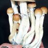Orissa india mushroom