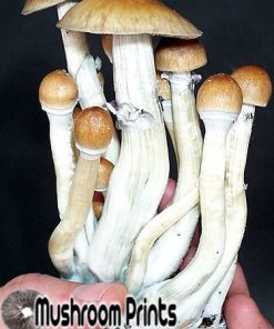 Orissa india mushroom
