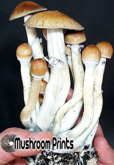 Orissa india mushroom
