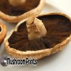 Portobello mushroom culture