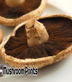 Portobello mushroom culture
