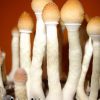 Stropharia