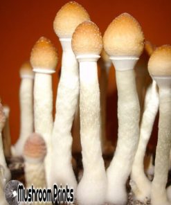 Stropharia