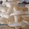 White oyster mushroom culture