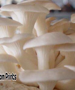 White oyster mushroom culture