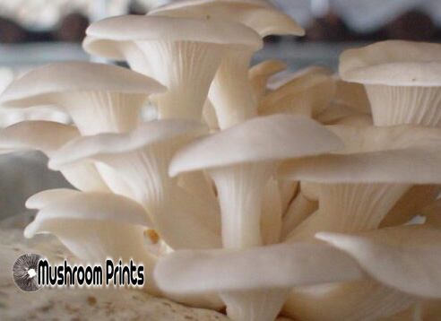 White oyster mushroom culture
