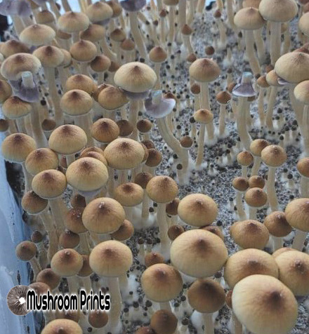 Amazon spore print