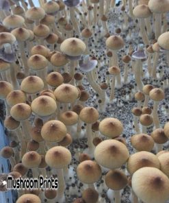 Amazon strain