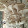 Blue oyster mushroom culture