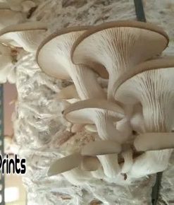 Blue oyster mushroom culture