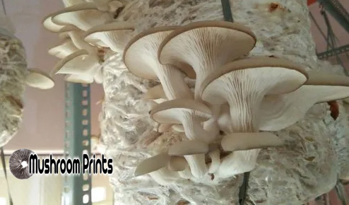 Blue oyster mushroom culture
