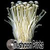 enoki mushroom culture