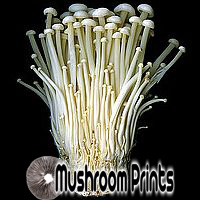 enoki mushroom culture