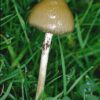 Ps. Semilanceata (Liberty Cap)