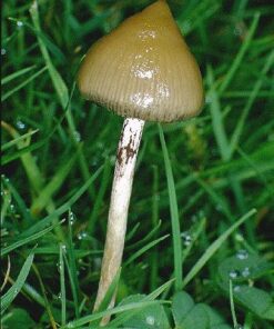 Ps. Semilanceata (Liberty Cap)