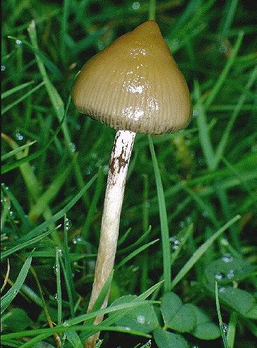 Ps. Semilanceata (Liberty Cap)