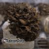 Maitake mushroom culture