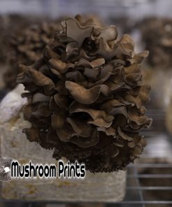 Maitake mushroom culture