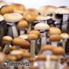 Mazatapec strain