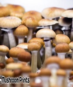 Mazatapec strain