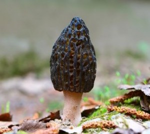 morel mushroom