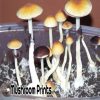 Oak ridge mushroom
